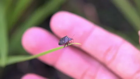 Purple Stink Bug on a Blade of Grass in a Green Field Stock Footage 301082514