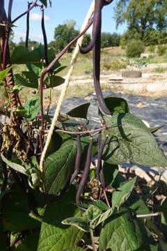 Purple string beans growing on a twine trellis in an organic vegetable gard.. Stock Photos