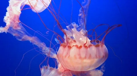 Purple Striped Jellyfish float through the Pacific Ocean. Stock Footage 67342964