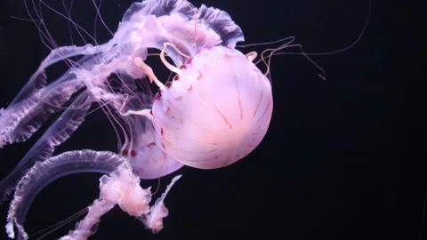 Purple Striped Jellyfish (Pelagia noctiluca) Stock Footage