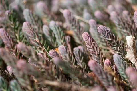 Purple Succulents Stock Photos