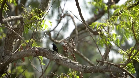 Purple sunbird chirping Stock Footage 274371600