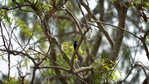 Purple sunbird chirping Stock Footage 274371603