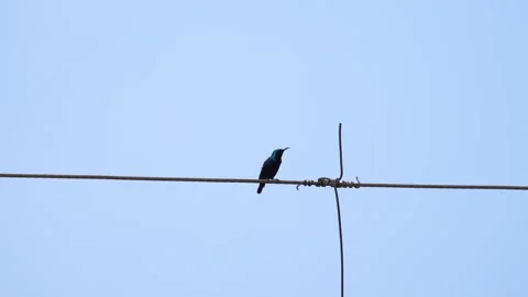 Purple sunbird chirping Stock Footage 274371641