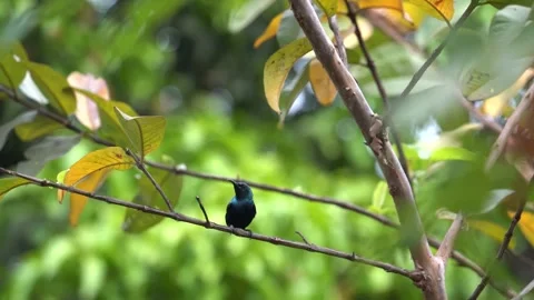 Purple sunbird chirping Stock Footage 274371652