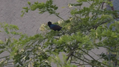 Purple Sunbird drinking nectar from flowering tree branches in natural habita Stock-Footage 341112304