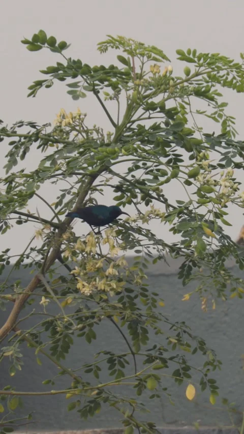 Purple Sunbird drinking nectar from flowering tree branches in natural habita Stock Footage 341112444