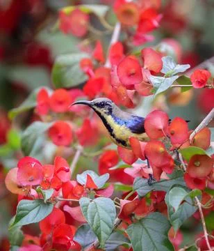 Purple sunbird eclipse plumage. Stock Photos