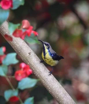 A purple sunbird in eclipse plumage. Stock Photos