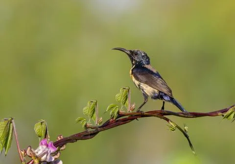 Purple Sunbird Eclipse Plumage(Male). Stock Photos