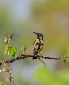Purple Sunbird Eclipse Plumage(Male). Stock Photos