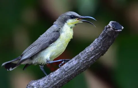 Purple sunbird Stock Photos