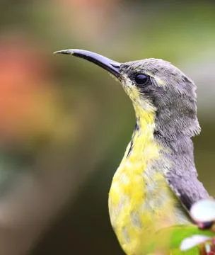 Purple sunbird Foto stock