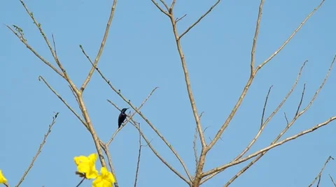 Purple Sunbird is resting Stock Footage 48346694