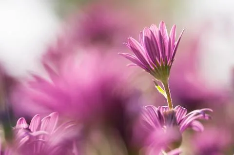 Purple Sunflowers, Dimorphotheca Stock Photos