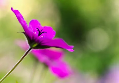 Purple sunlight. Stock Photos