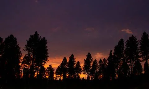 Purple sunset behind pine trees in Flagstaff Stock Photos
