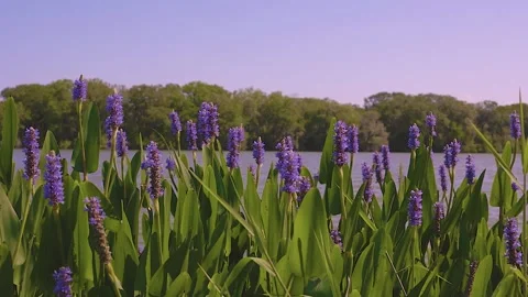 Purple Swamp Flowers on Lake Video stock 185621953