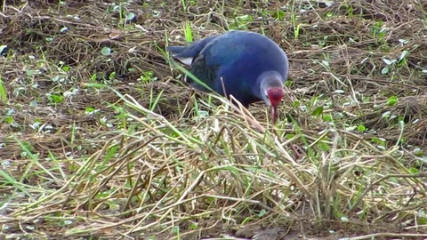 Purple Swamp Hen Stock Footage 79044333