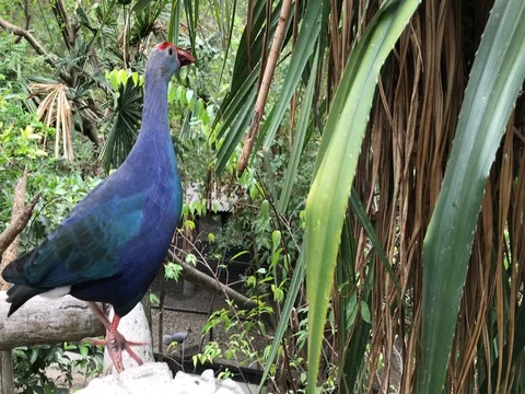 Purple Swamphen Bird Stock Footage