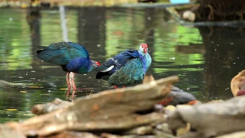 Purple swamphen1 Stock Footage 118720067