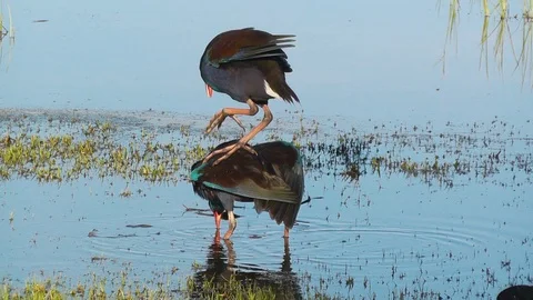 Purple Swamphens Mating Stock Footage 89686230