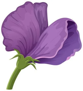 Purple Sweet Pea Flower Vector Illustration Isolated on White Background Stock Illustration