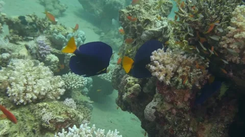 Purple Tangs and Small Reddish Fish Swimming in a Vibrant Coral Reef Stock Footage 311987554
