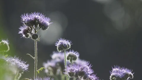 Purple tansys with bees in the sun Stock Footage 101982899