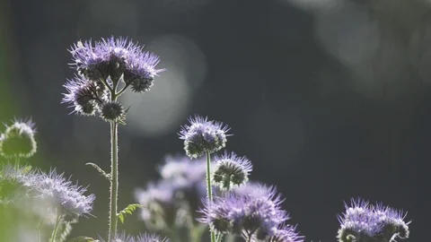 Purple tansys with bees in the sun Stock Footage 101982991