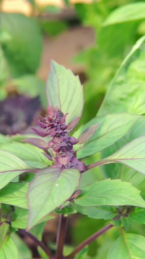 Purple Thai Basil Flower Blooming in Garden Close-Up Stock Footage 346399209
