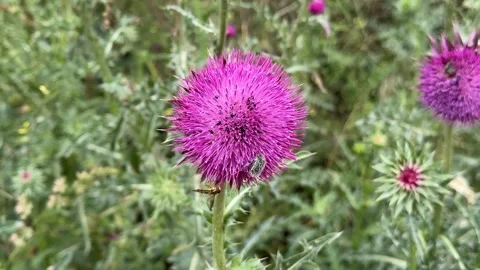 Purple Thistle Bloom Stock Footage 310434146