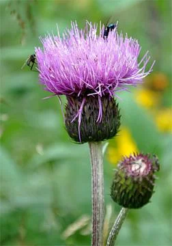 Purple thistle bloom Stock Photos