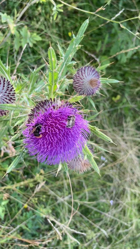 Purple Thistle Flower with Bumblebees Macro Zlatibor 스톡 동영상 342238222