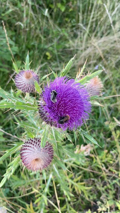 Purple Thistle Flower with Bumblebees Macro Zlatibor 스톡 동영상 342238250
