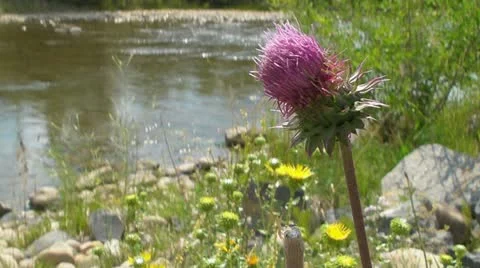 Purple Thistle Flower Stock Footage 11859689