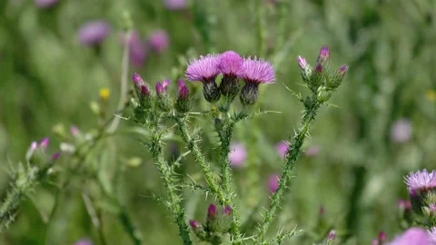 Purple thistle flower moved by the wind in springtime Stock Footage 154367293