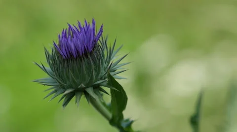 Purple  thistle flower Shake In The Wind 4K Video stock 64017584