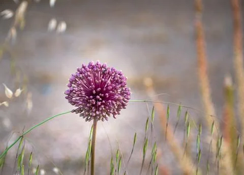 Purple thistle flower in spring. Stock Photos