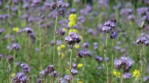 Purple Thistle Stock Footage 10840872