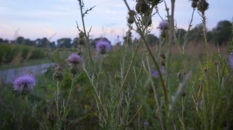 Purple Thistle Stock Footage 67543244