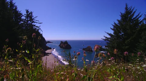 Purple Thistle with Pacific Ocean in Background Stock Footage 35297648