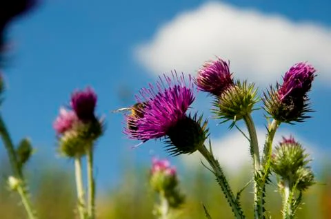 Purple thistle Stock Photos