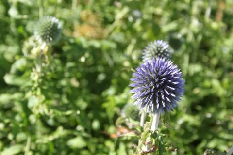 Purple thistle Stock Photos