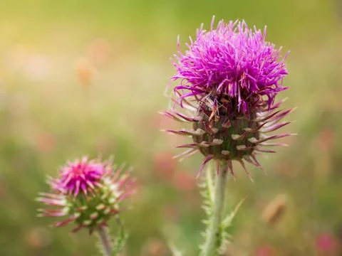 Purple thistle Stock Photos
