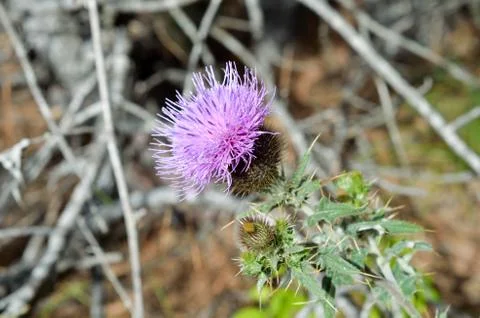 Purple thorn Stock Photos
