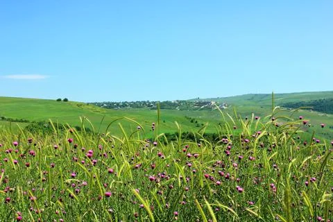 Purple thorns on green wheat fields in the mountains. Shemakha. Azerbaijan. Stock Photos