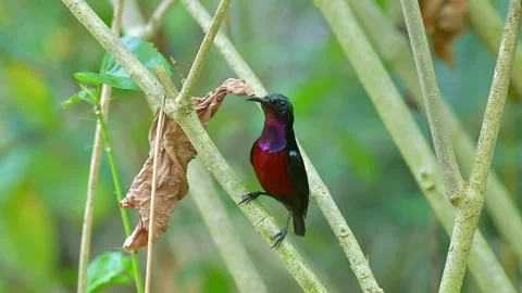 A purple-throated sunbird is singing on a tree trunk. Stock Footage 343154066