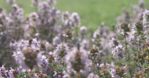 Purple thyme flowers grow on a plot of land with green grass. Stock Footage 154807805