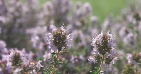Purple thyme flowers grow on a plot of land with green grass. Stock Footage 154807807